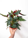 Begonia maculata