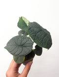 Alocasia Melo