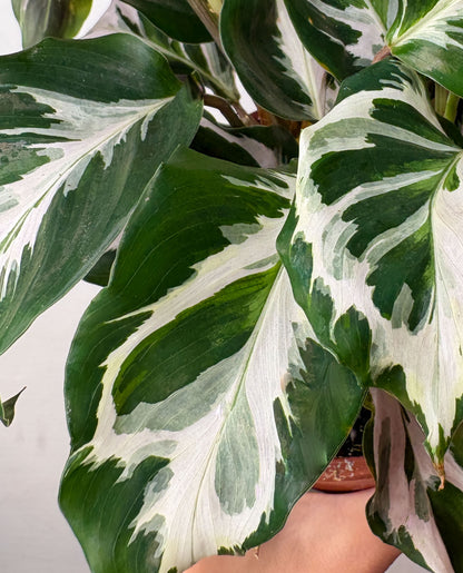 Calathea 'White Fusion'