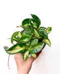 Hoya Carnosa Tricolor