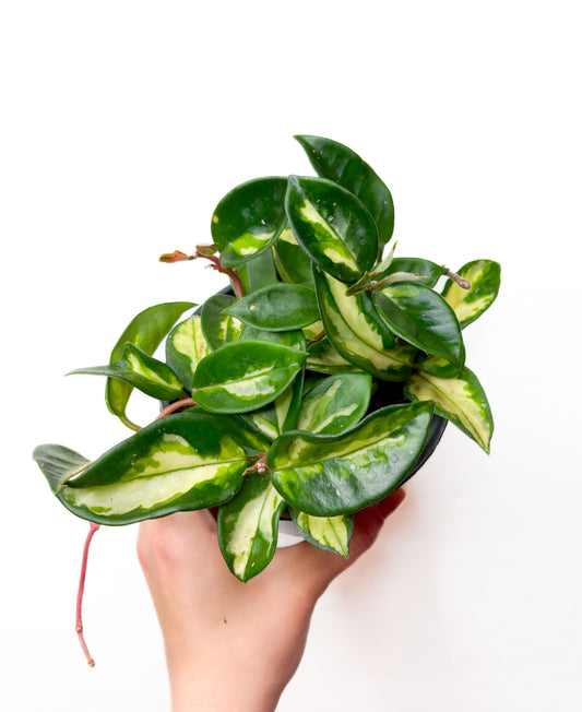Hoya Carnosa Tricolor