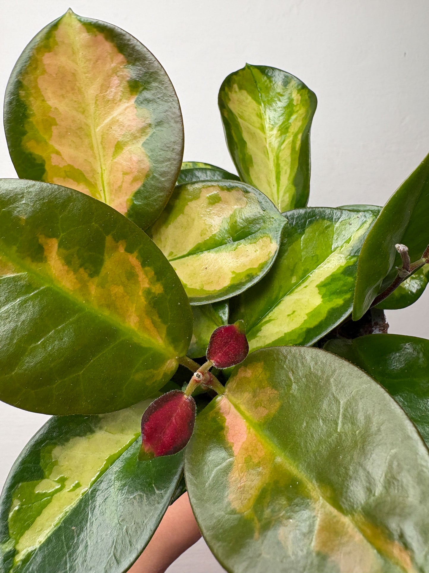 Hoya Australis Lisa