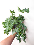 Phlebodium aureum ‘Davana’