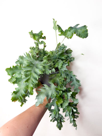 Phlebodium aureum ‘Davana’