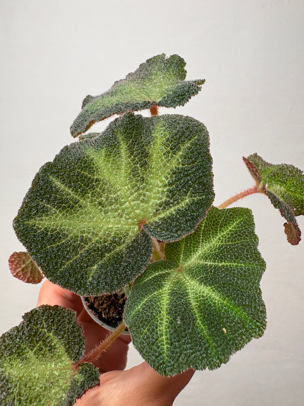 Begonia soli-mutata