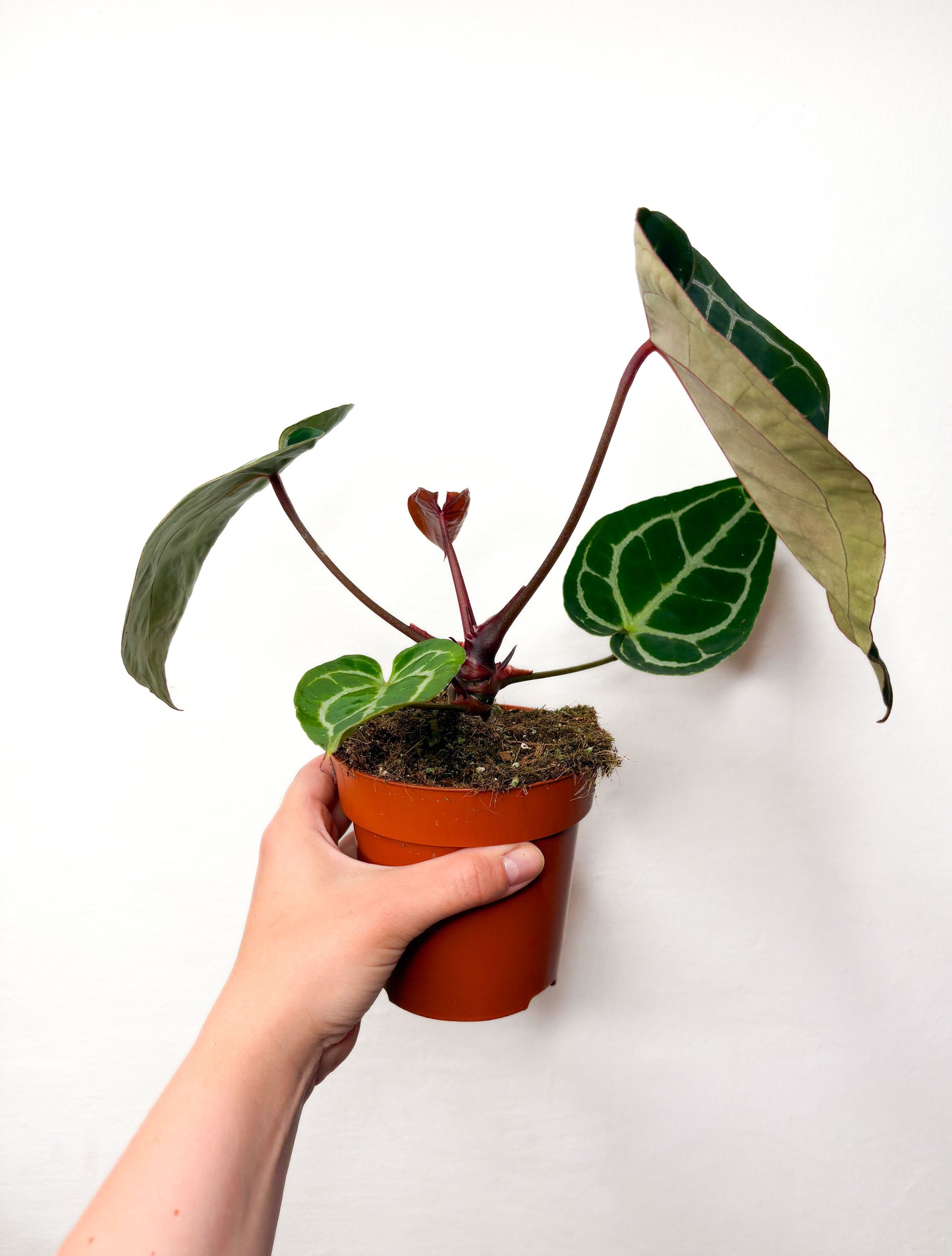 Anthurium crystallinum