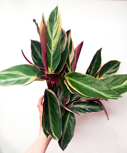 Stromanthe sanguinea 'Triostar'