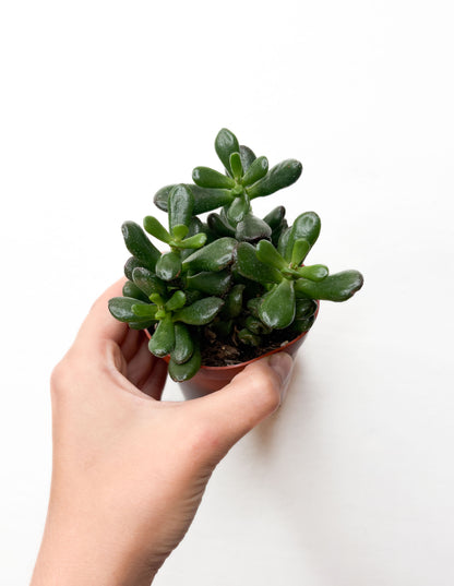 Crassula Ovata Hobbit