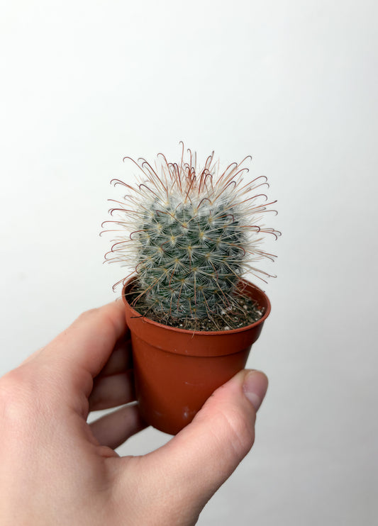 Kaktuss Mammillaria Bombycina