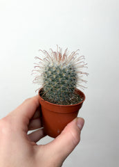 Kaktuss Mammillaria Bombycina