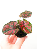 Caladium bicolor hybrid 1