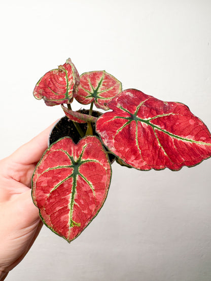 Caladium ‘Fire phoenix’