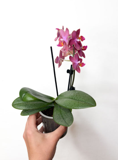 Phalaenopsis ‘Perfume Factory’ ‘Middenrose’