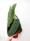 Philodendron Melanochrysum