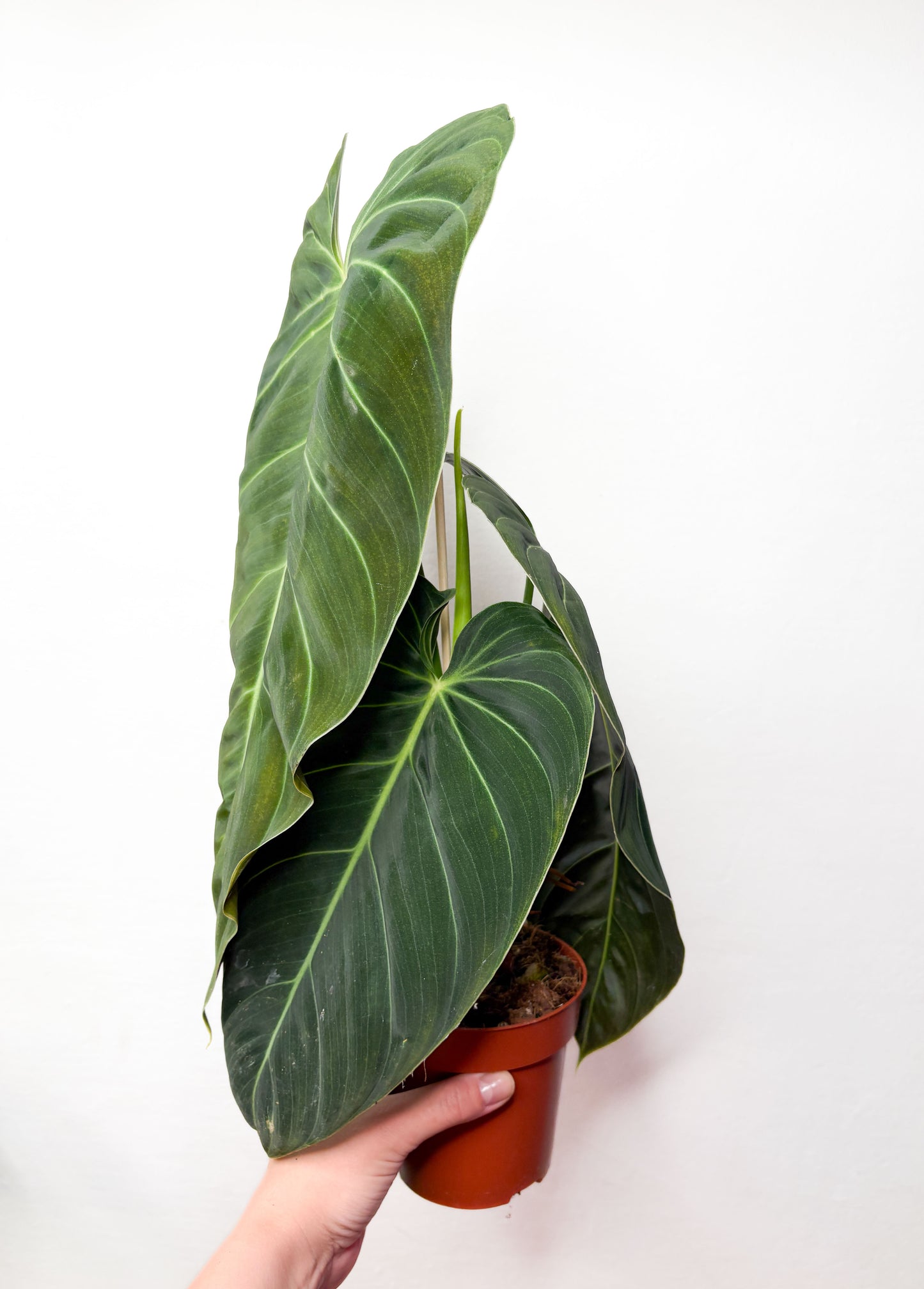 Philodendron Melanochrysum