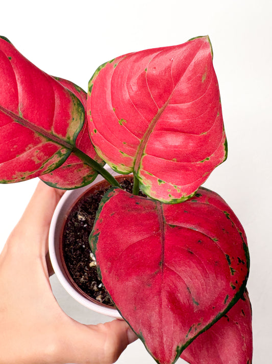 Aglaonema Pink Star