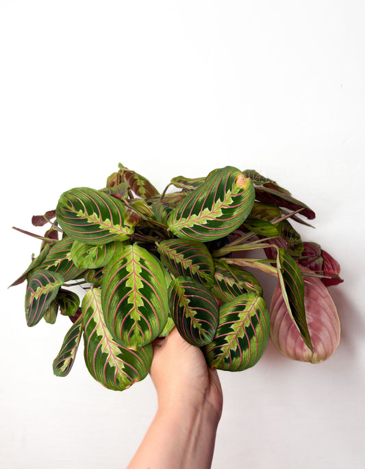 Maranta tricolor