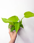 Epipremnum Neon