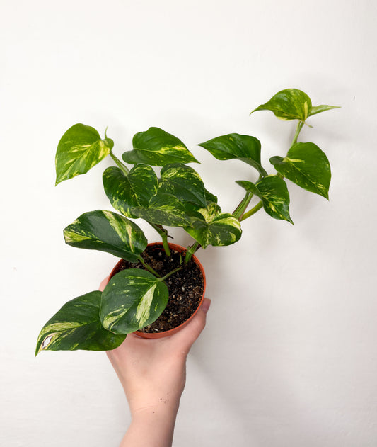 Golden Pothos
