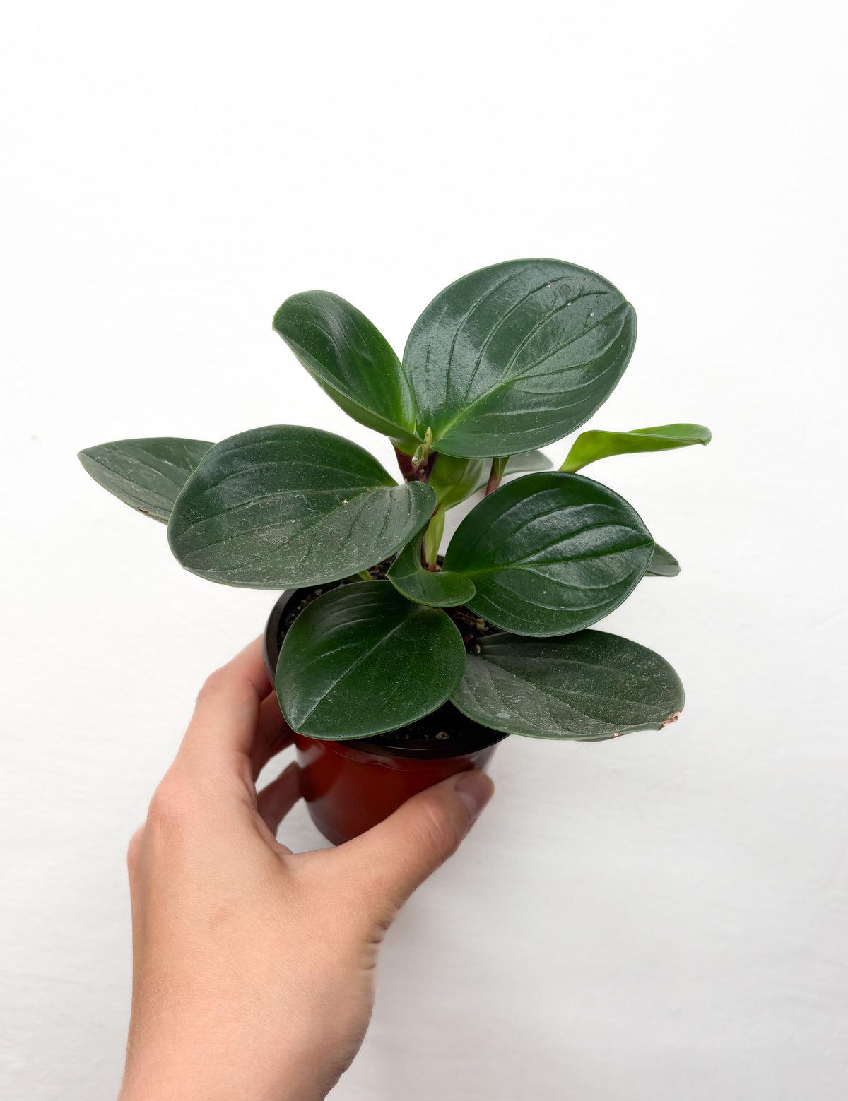 Peperomia obtusifolia