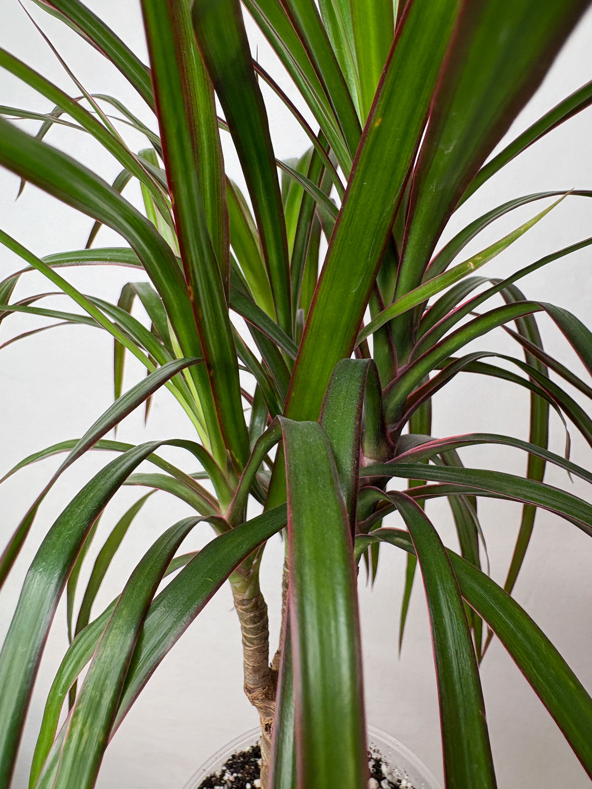 Dracaena marginata