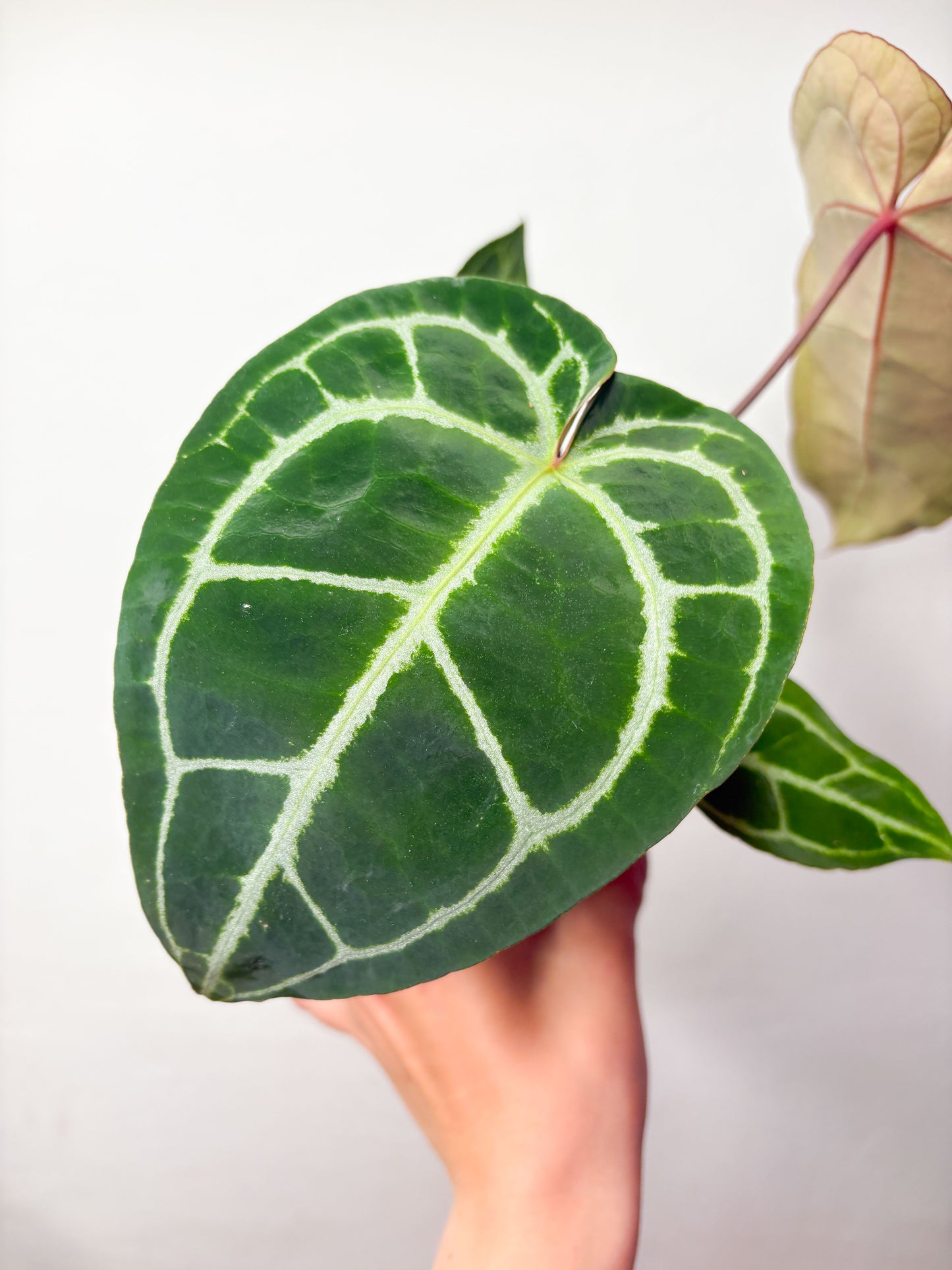 Anthurium crystallinum