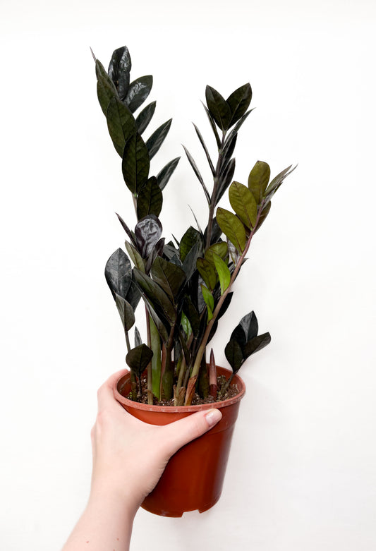 Zamioculcas ‘Raven’
