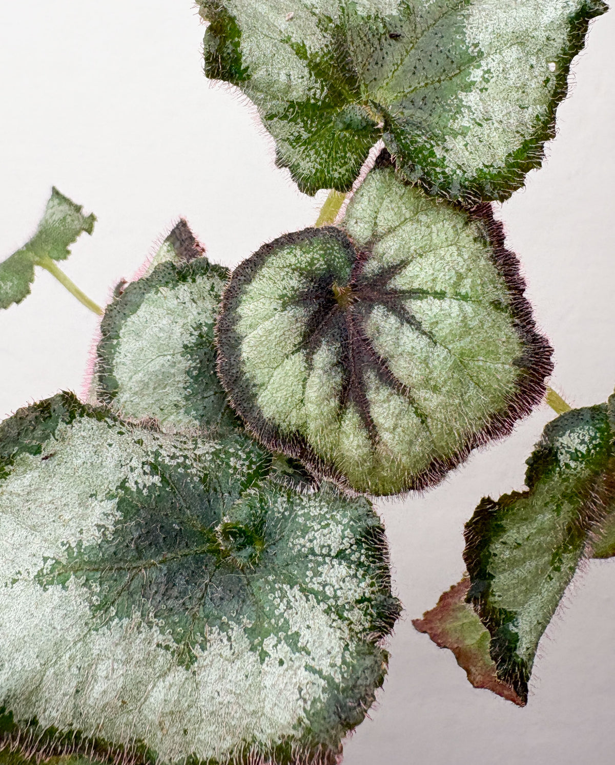 Begonia rex ‘Escargot’