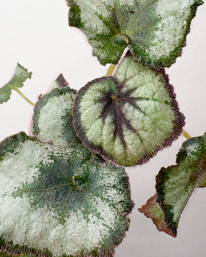 Begonia rex ‘Escargot’