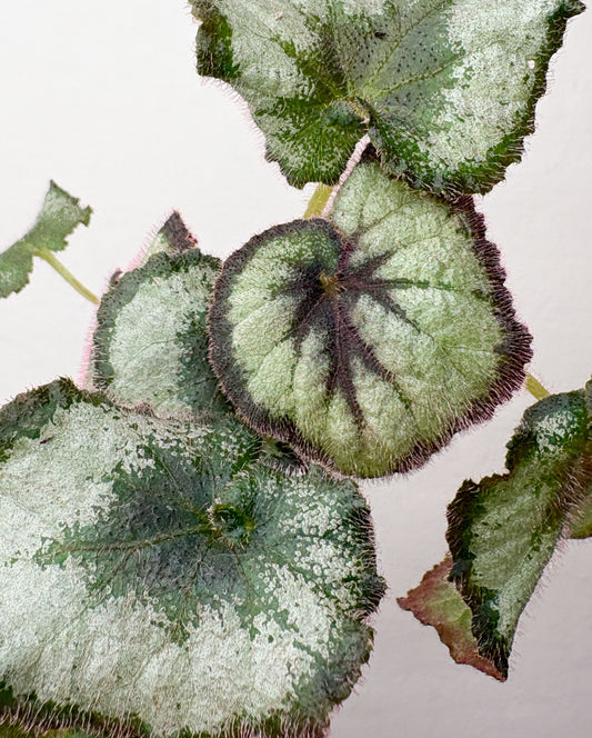 Begonia rex ‘Escargot’