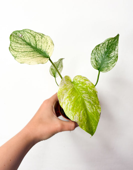 Monstera ‘Mint’