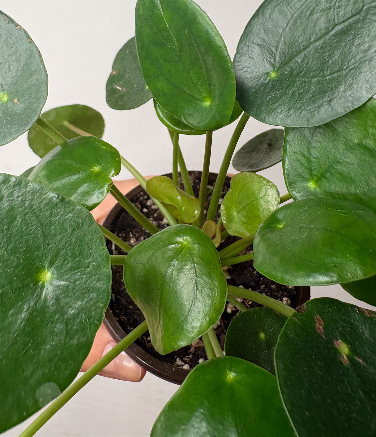Pilea peperomioides