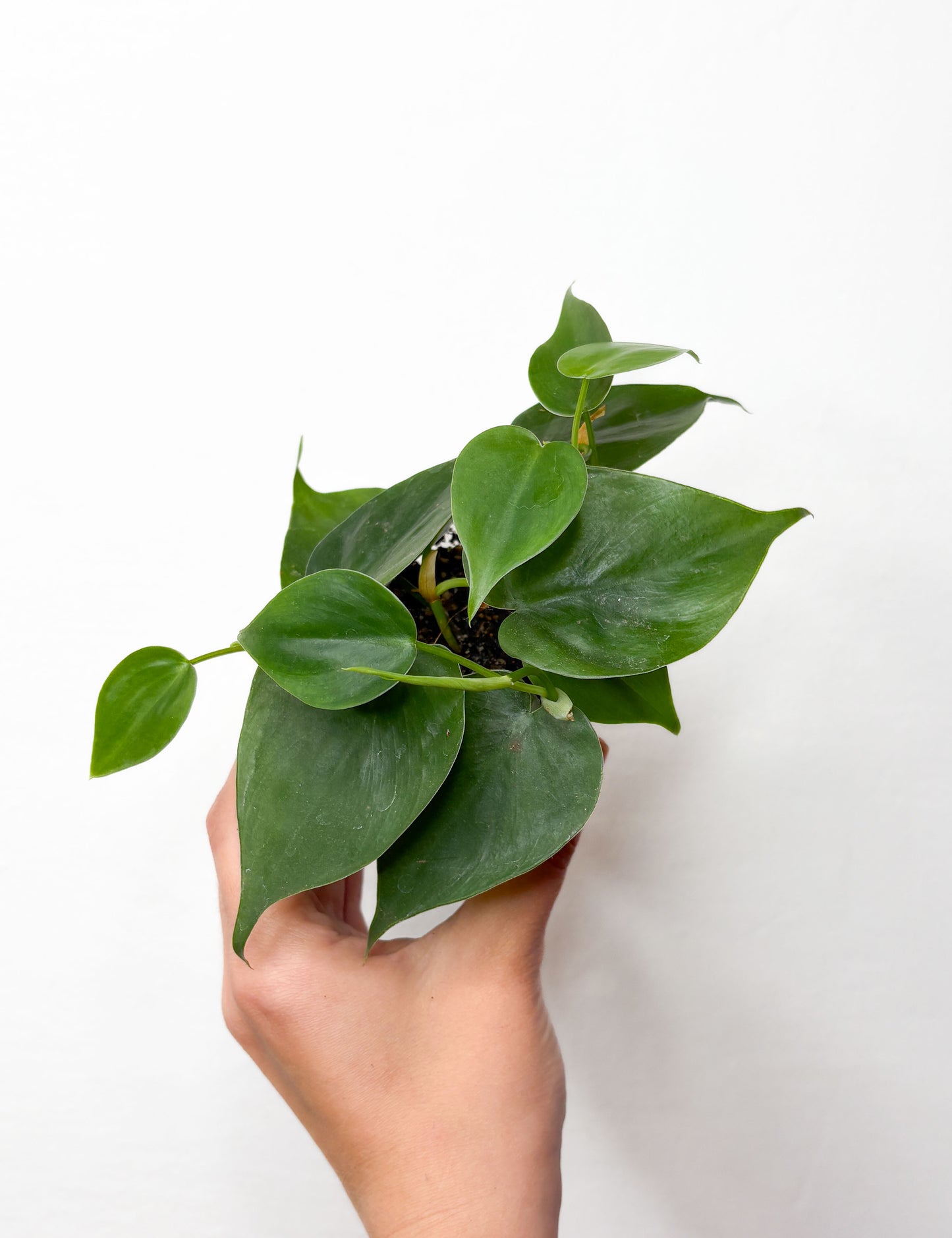 Heartleaf Philodendron