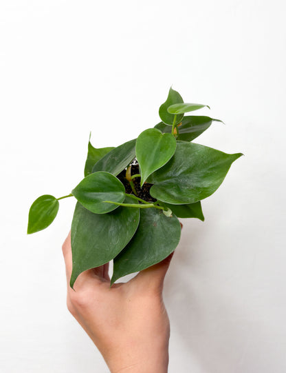 Heartleaf Philodendron