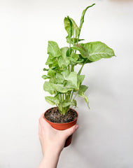 Syngonium Podophyllum