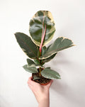 Ficus Elastica Tineke