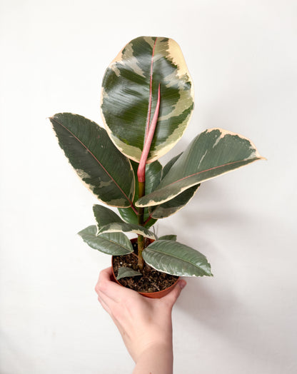 Ficus Elastica Tineke