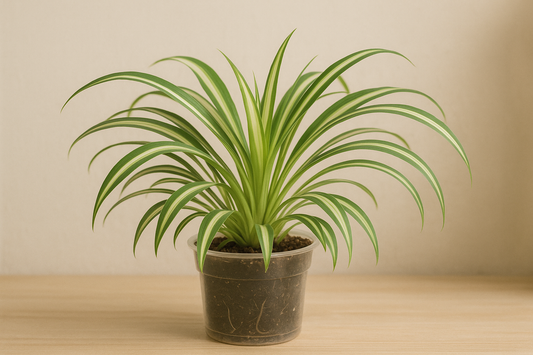 Chlorophytum comosum