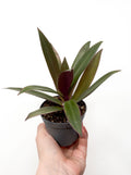 Tradescantia Spathacea