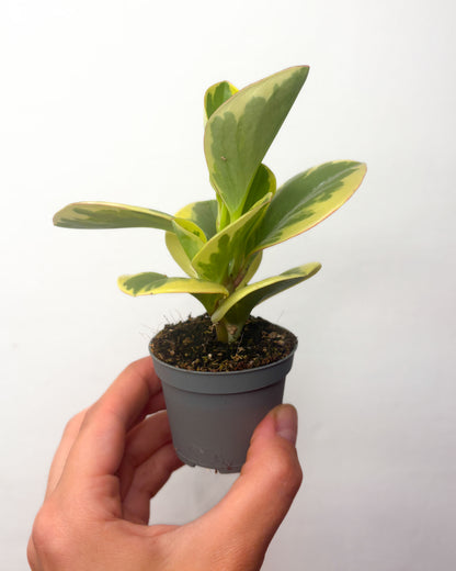 Peperomia obtusifolia ‘Variegata’
