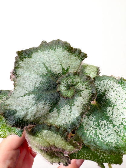 Begonia rex ‘Escargot’