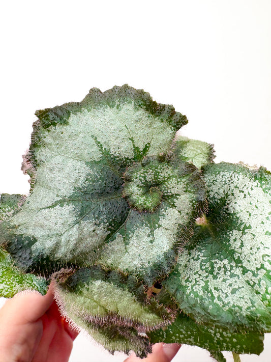 Begonia rex ‘Escargot’