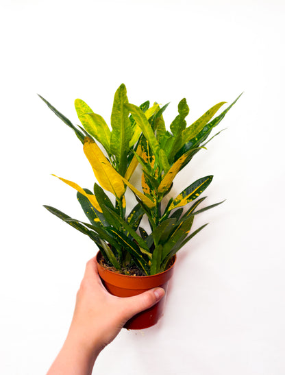 Codiaeum variegatum ‘Sunny Star’