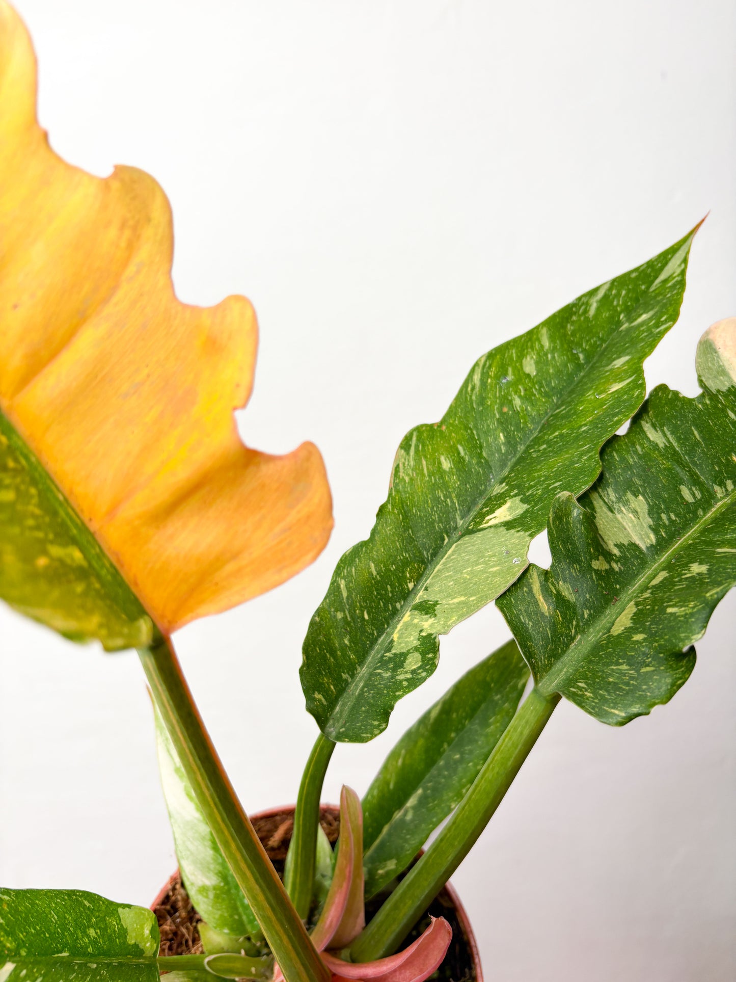 Philodendron ‘Ring of Fire’
