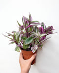 Tradescantia Nanouk