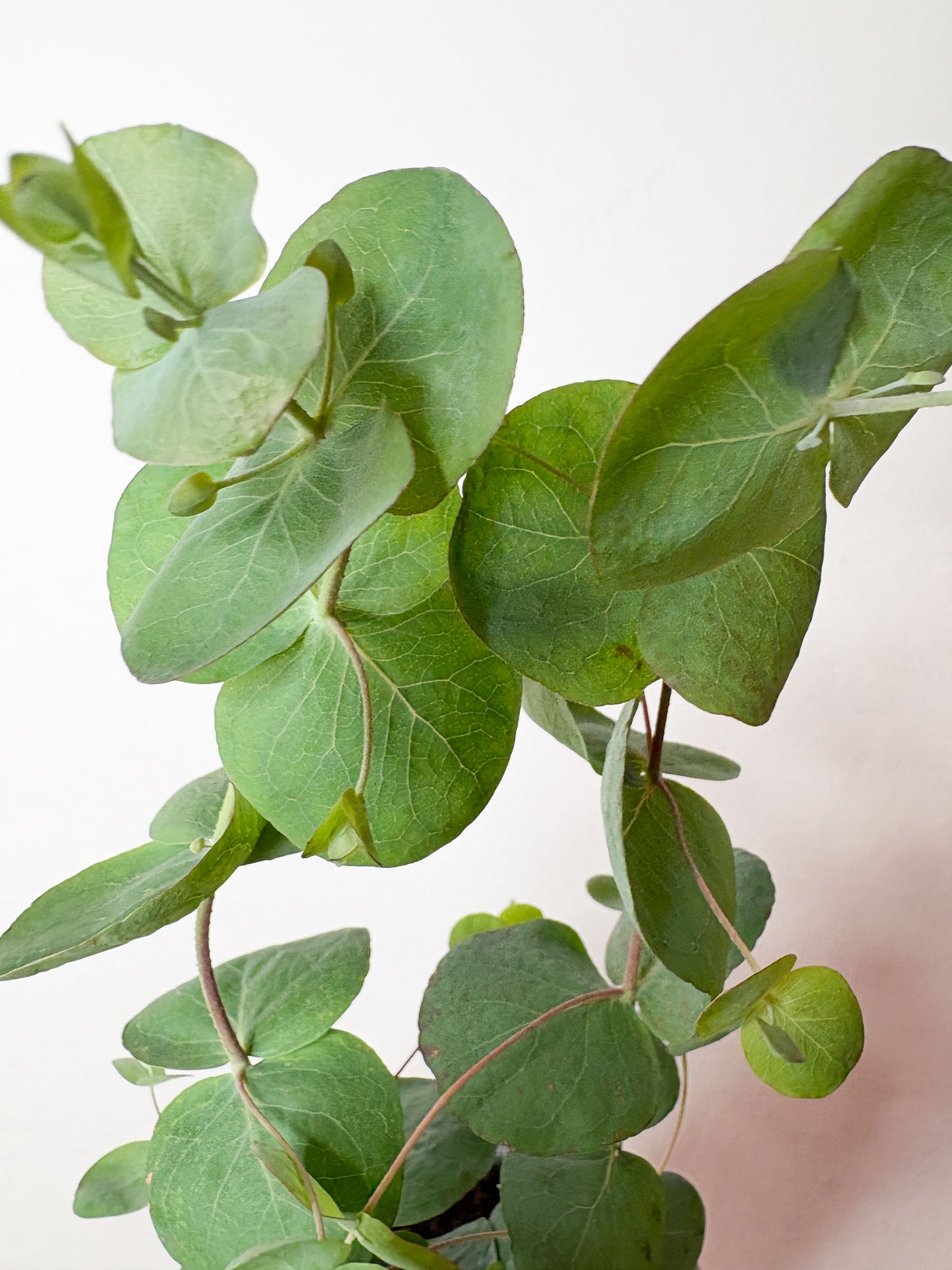 Eucalyptus ‘Silver Dollar’