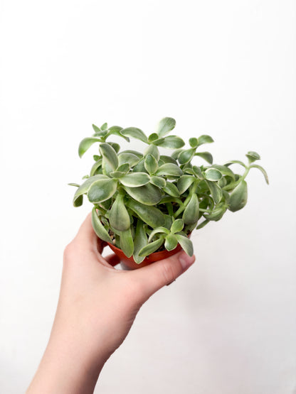 Crassula Moneymaker