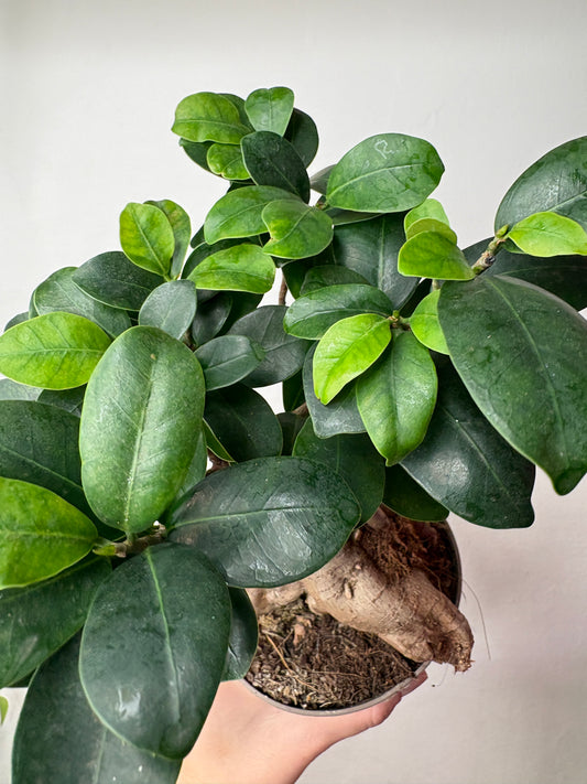 Ficus Microcarpa