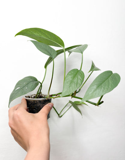 Pothos Sebu Blue