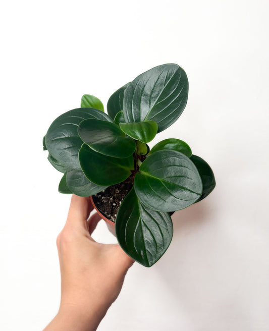Peperomia obtusifolia